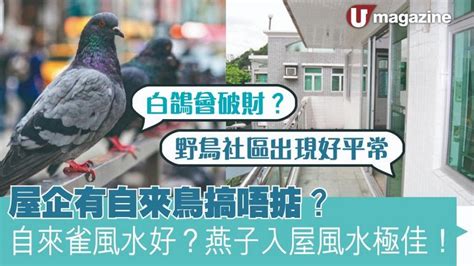 自來鳥風水|屋企有自來鳥搞唔掂？自來雀風水好？燕子入屋風水極。